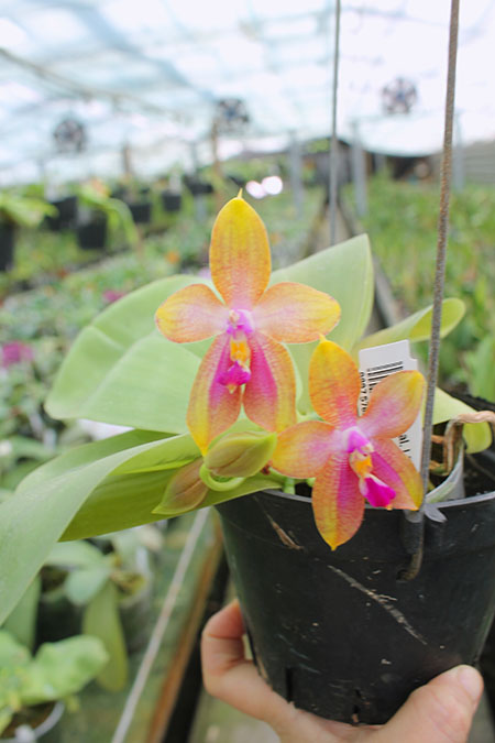 Phalaenopsis LD's Bear King 'YK-14' x Miro Super Star.jpg