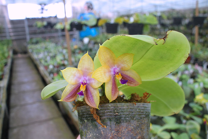 Phalaenopsis LD's Bear King 'YK-14' x Miro Super Star.jpg