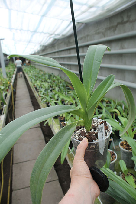 Paphiopedilum dianthum.jpg