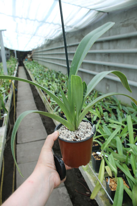 Paphiopedilum parishii.jpg