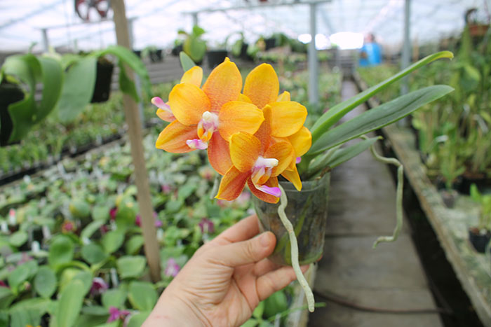 Phalaenopsis Miro Sun Beauty 'Goose Yellow'.jpg