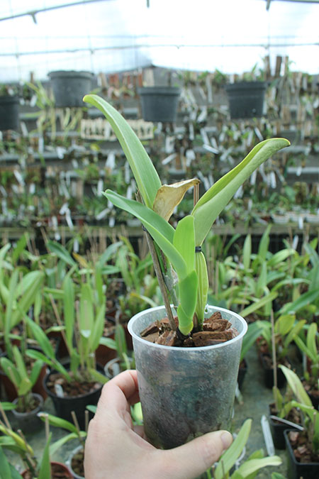 Cattleya jenmanii rubra ('HR Red Lip' x 'HR Grand Ruby').jpg