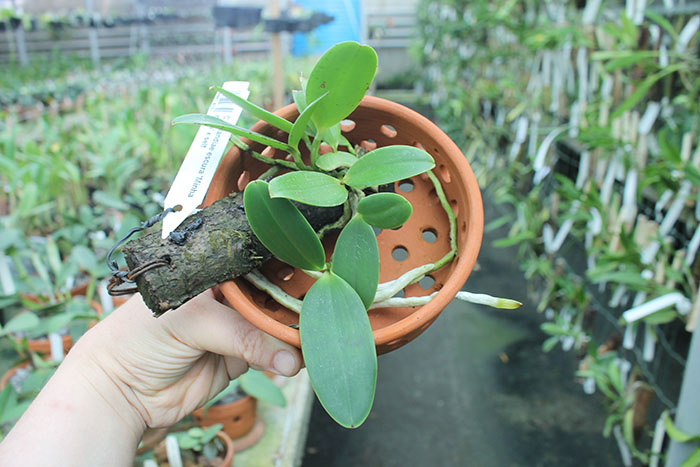 Cattleya aclandiae escura 'Minha nega' x self.jpg