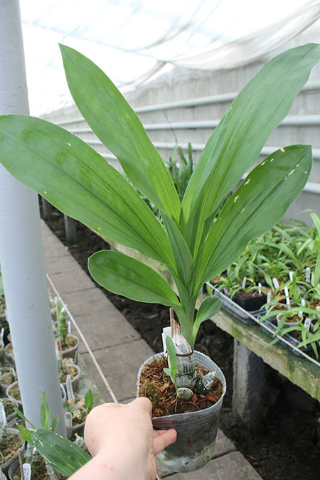 Catasetum macroglossum.jpg