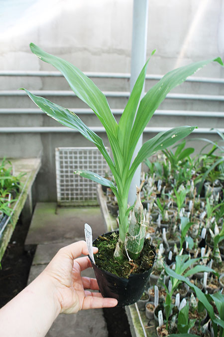 Catasetum Portagee Star 'Brian Lawson's Sunrise' x Catasetum lucis 'Dana's Bird of Paradise'.jpg