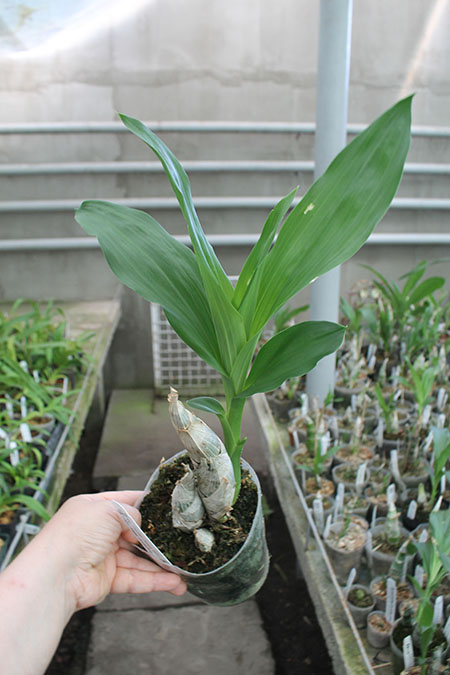 Mormodia Painted Desert 'SVO' x Catasetum Melana Davison 'Fox Tail'.jpg