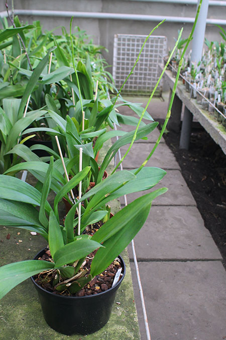 Odontoglossum trilobum x Odontocidium Tiger Glow.jpg
