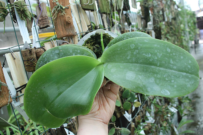 Phalaenopsis Chienlung Sweetheart x gigantea.jpg