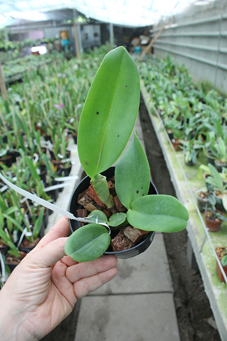 Cattleya labiata rubra 'Redonda' x labiata rubra 'Black'.jpg