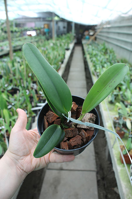 Cattleya labiata (escura 'Z-322' x rubra 'Pernambuco').jpg