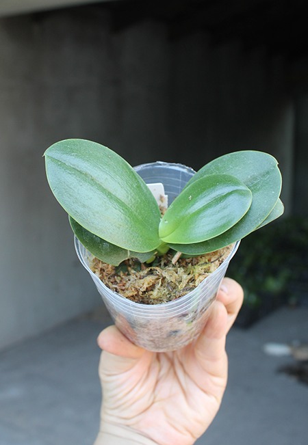 Phalaenopsis I-Hsin 'Spot Eagle.jpg