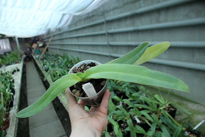 Paphiopedilum sanderianum.jpg