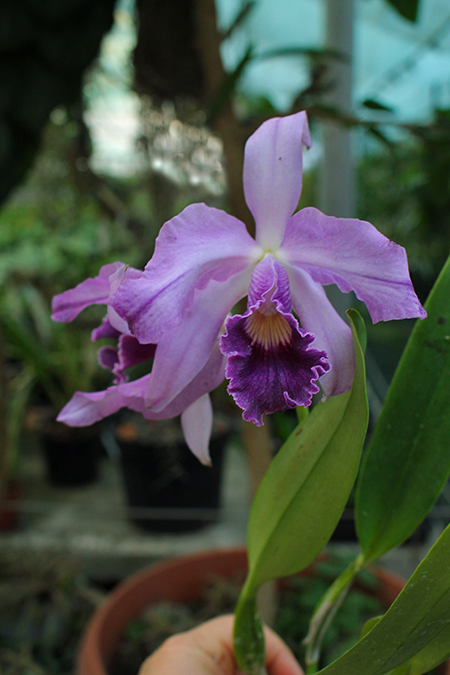 Laeliocattleya Canhamiana coerulea 'Azure Skies'.jpg