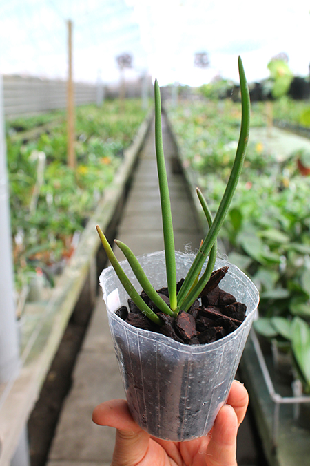 Paraphalaenopsis laycockii.jpg