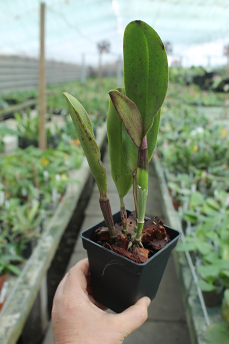 Cattleya Su Nan Hwi 'JD'.jpg