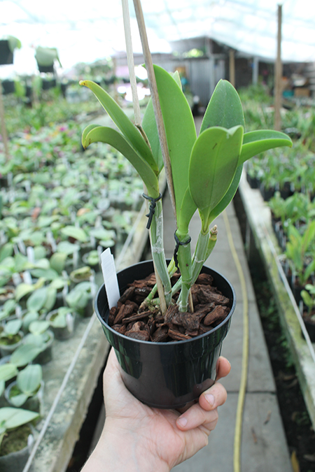 Cattleya violacea coerulea.jpg