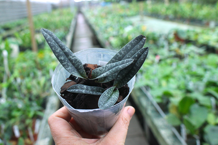 Paphiopedilum armeniacum.jpg