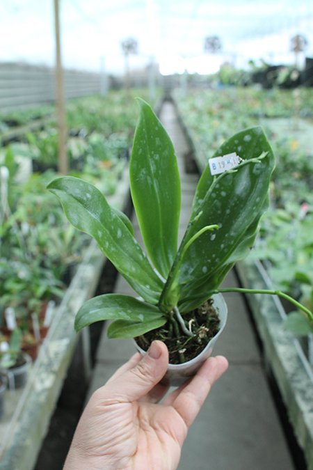 Phalaenopsis tetraspis 'C#1'.jpg