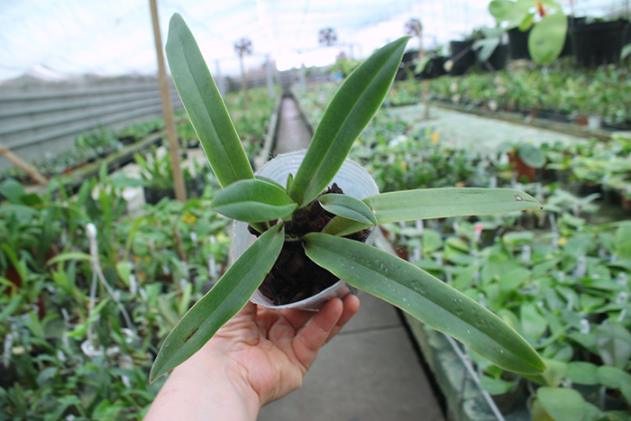 Paphiopedilum charlesworthii x sib.jpg