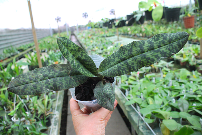 Paphiopedilum malipoense.jpg