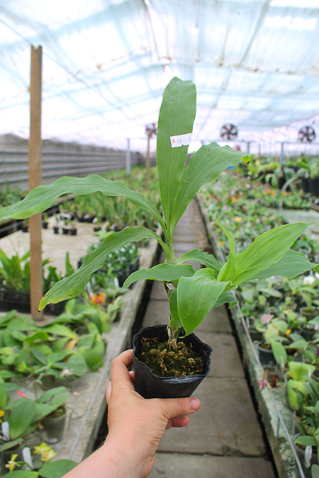 Chysis limminghei.jpg