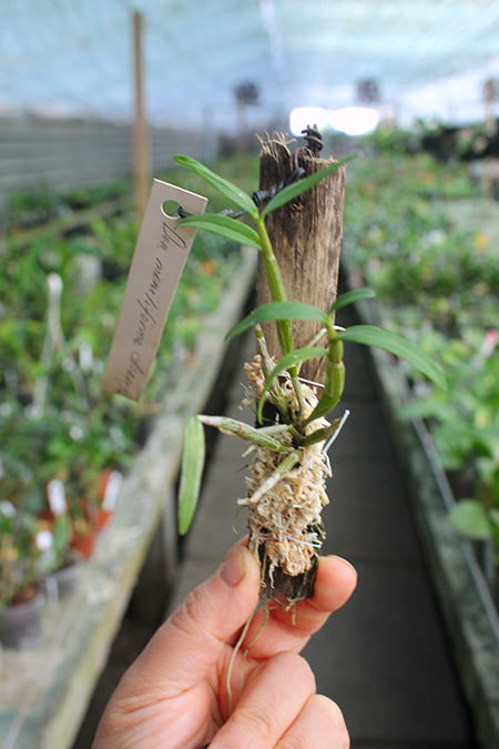 Dendrobium moniliforme Aokoryu.jpg