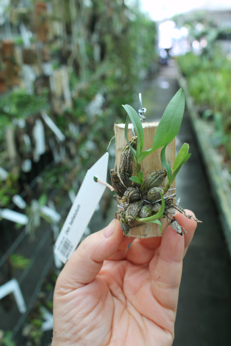 Dendrobium bellatulum.jpg