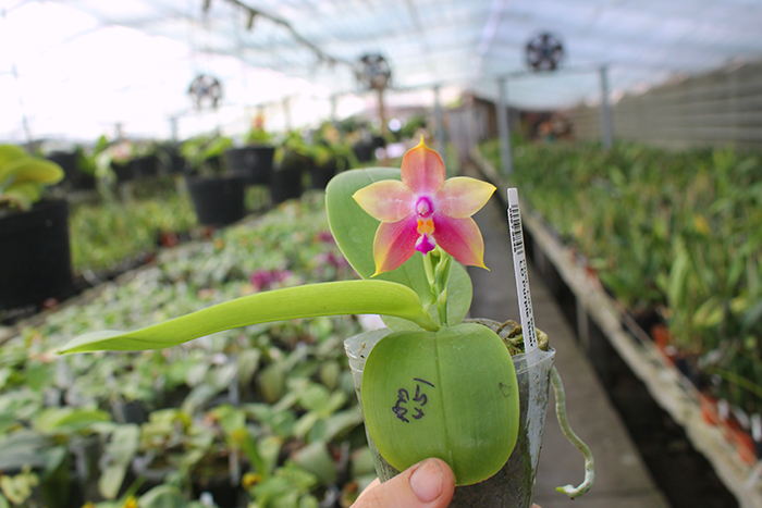 Phalaenopsis Ld's Bear King 'Blue Lip' x LD Purple Bear.jpg