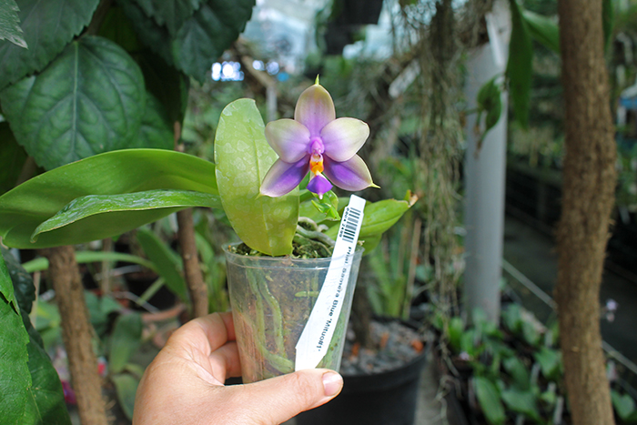 Phalaenopsis Samera Blue 'Mituo#1'.jpg