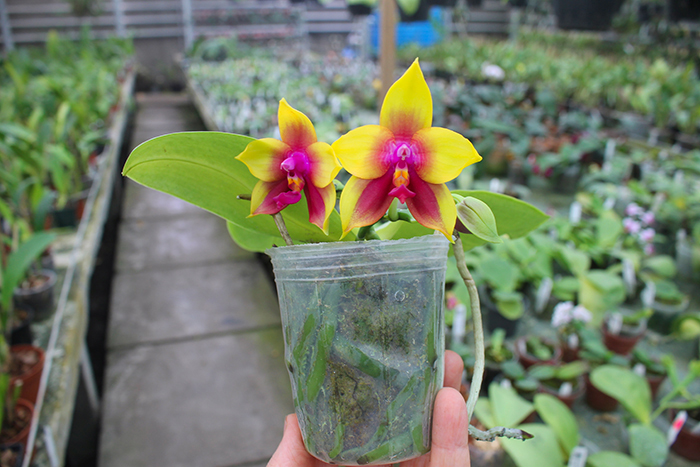 Phalaenopsis LD Bear Queen ‘175’ (clone).jpg