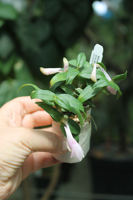 Dendrobium Gaetan Minet.jpg