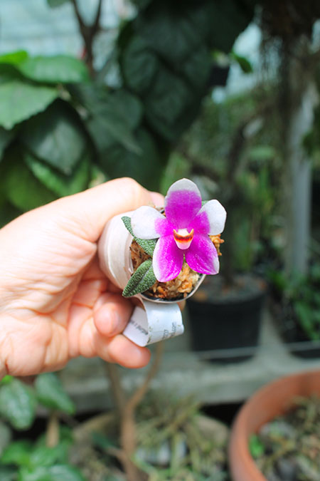 Dendrobium cuthbertsonii pink x purple and white.jpg