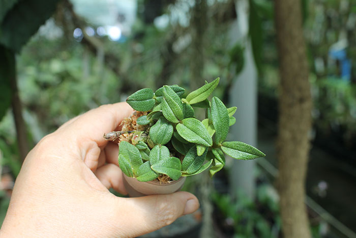 Dendrobium Nagomi yellow light red.jpg