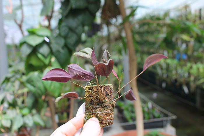 Lepanthes lucifer.jpg