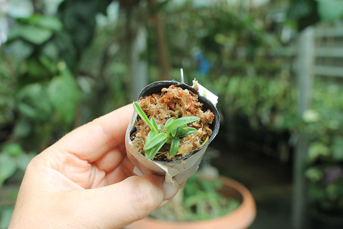 Dendrobium subuliferum.jpg