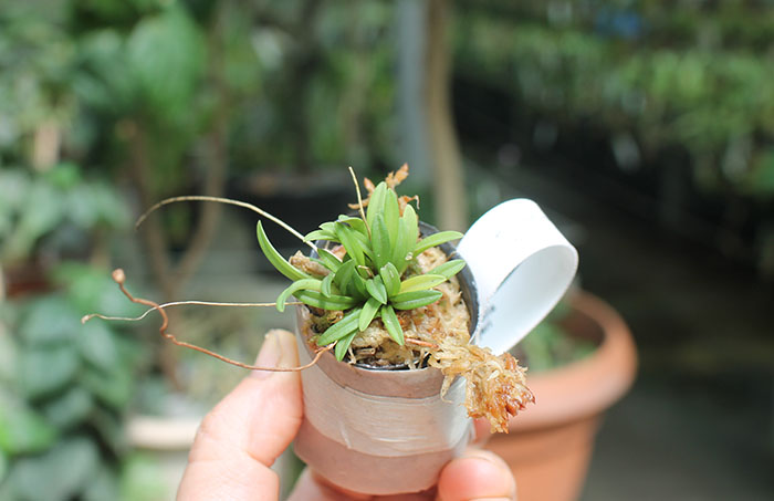 Trisetella hoeijeri.jpg