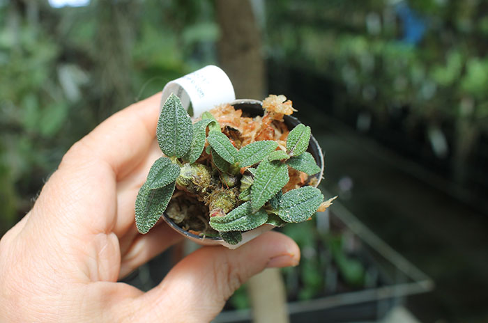 Dendrobium cuthbertsonii var Pepe 002927.jpg