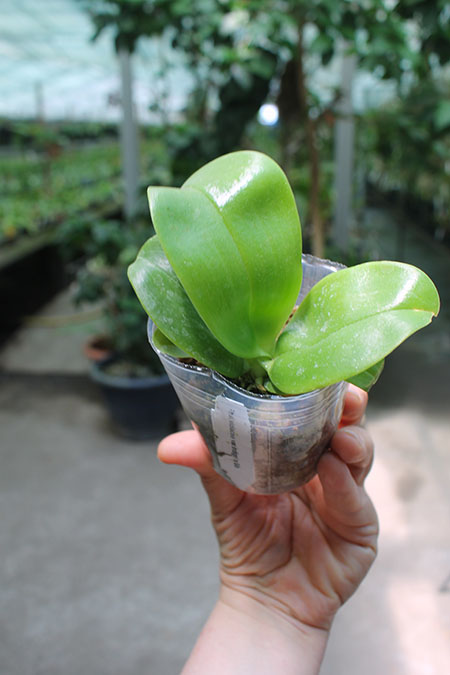 Phalaenopsis violacea indigo.jpg