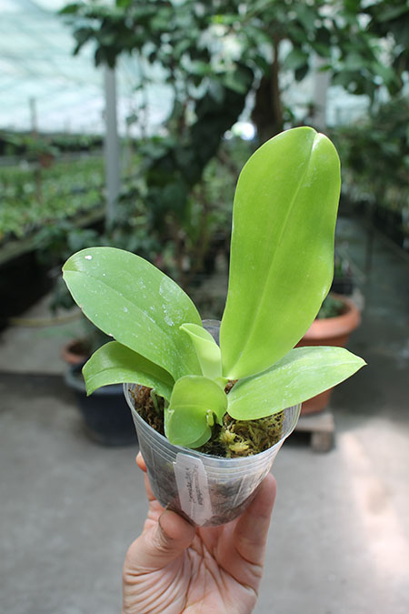 Phalaenopsis (speciosa 'coffee&blue' x YangYang Blueberry).jpg