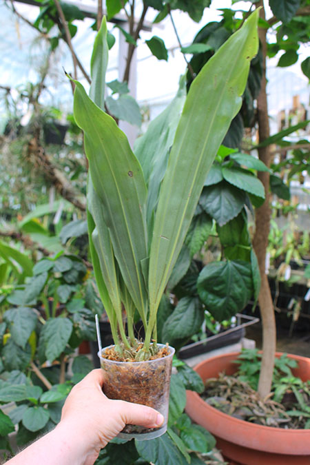 Embreea rodigasiana.jpg