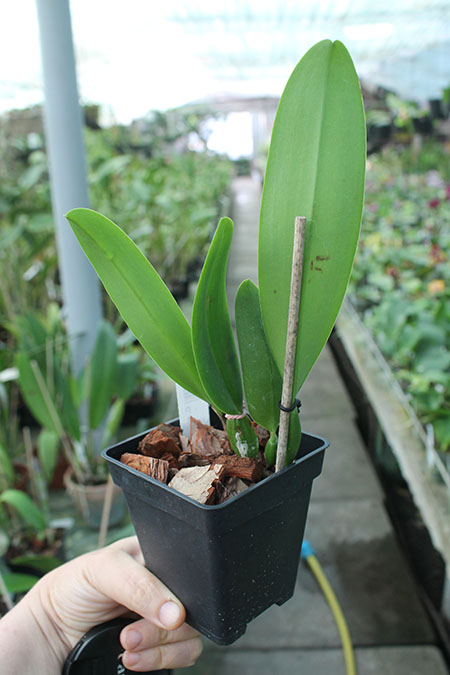 Cattleya schroederae 'Popayan' x self.jpg