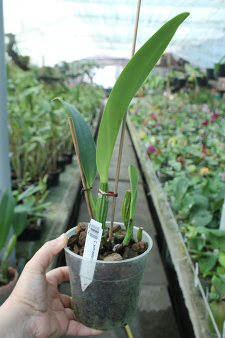 Cattleya schroederae.jpg