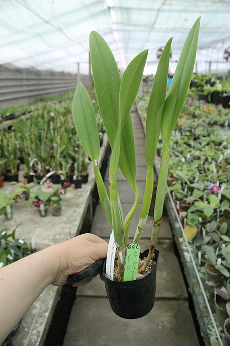 Golf Green 'Lu-Chi'.jpg