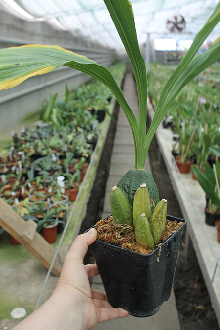 Lycaste virginalis.jpg