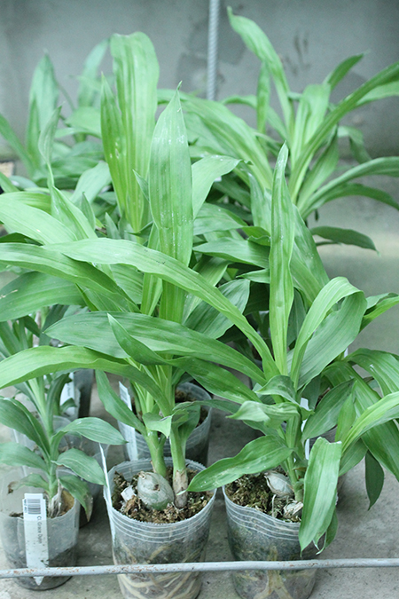 Monnierara Millenninum Magic 'Witchcraft' (Ctmchs. Midnight Jem x Mormodes sinuta).jpg