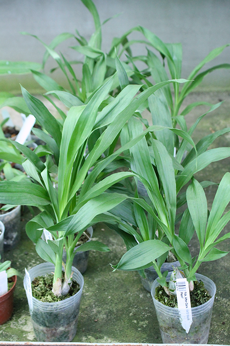 Fredclarkeara After Dark 'SVO Black Pearl'.jpg