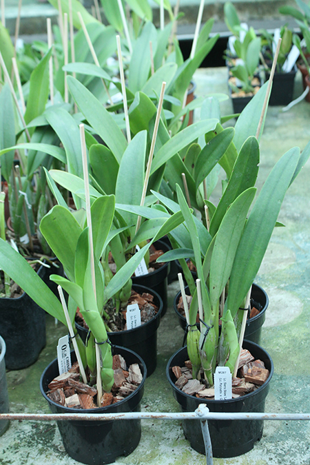 Laeliocattleya Sierra Skies 'Leone'.jpg