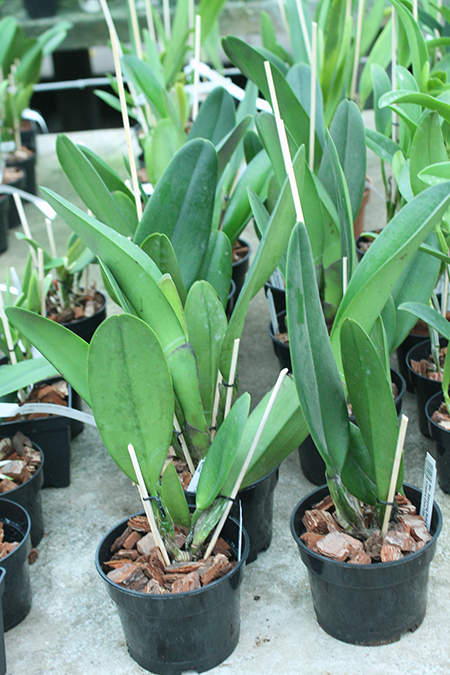 Brassolaeliocattleya Sanyung Ruby (Waianae Coast x Chia Lin).jpg