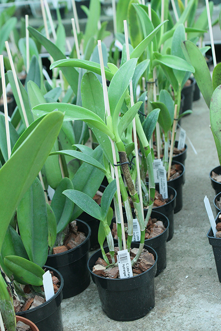 Cattleya Little Fairy 'Yellow Hydrangea'.jpg