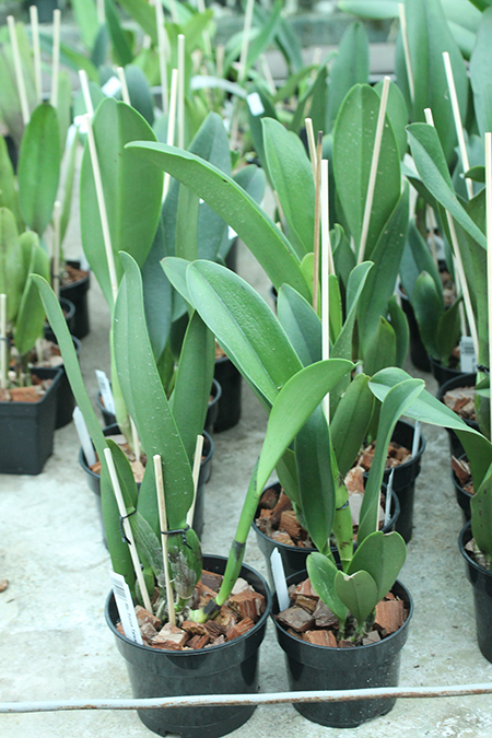 Rhyncholaeliocattleya Focus Taiwan 'Persimmon'.jpg
